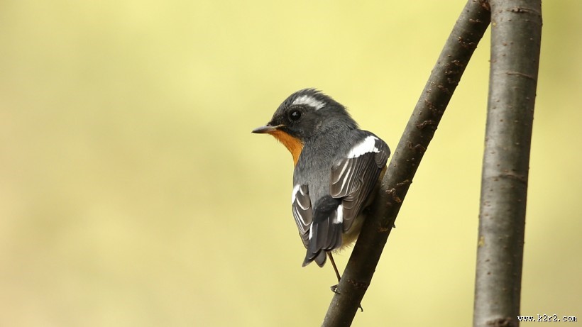 鸲姬鹟图片大全