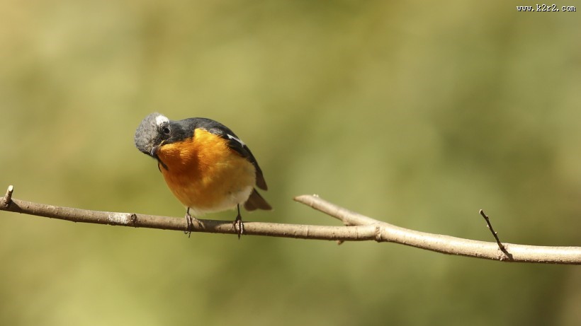 鸲姬鹟图片大全