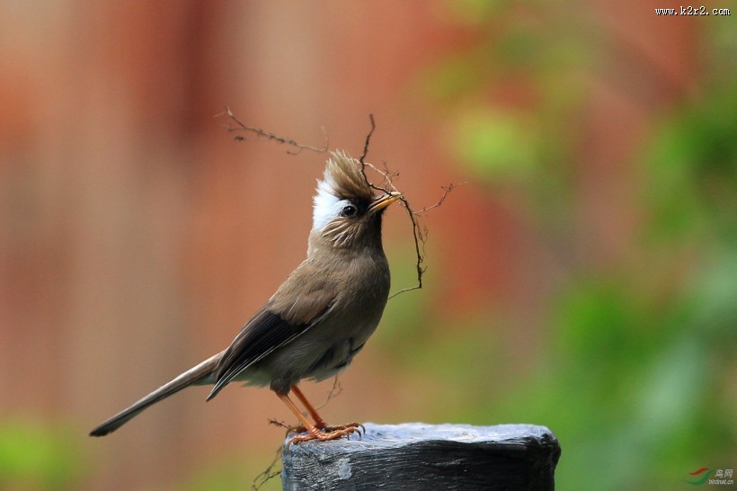白领凤鹛图片大全