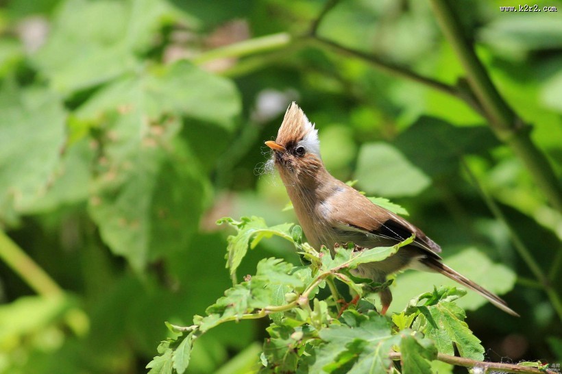 白领凤鹛图片大全