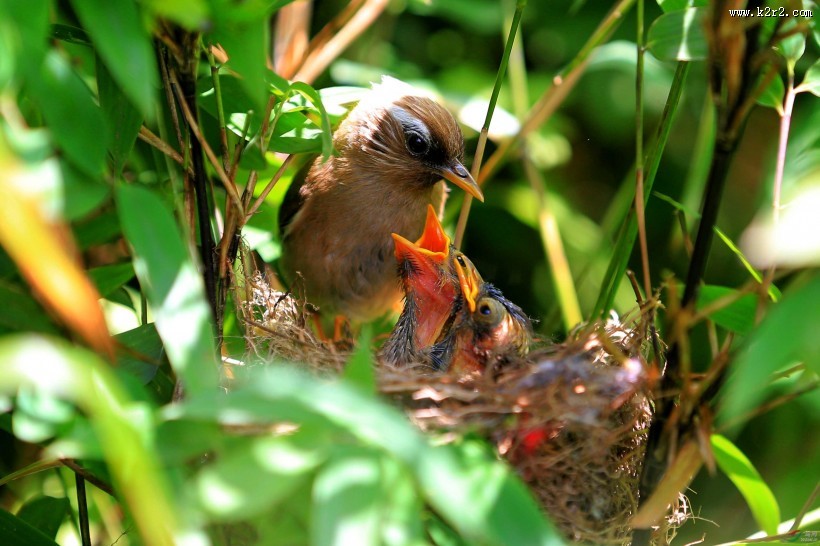 白领凤鹛图片大全