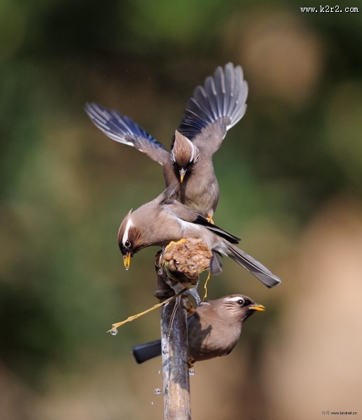白领凤鹛图片大全
