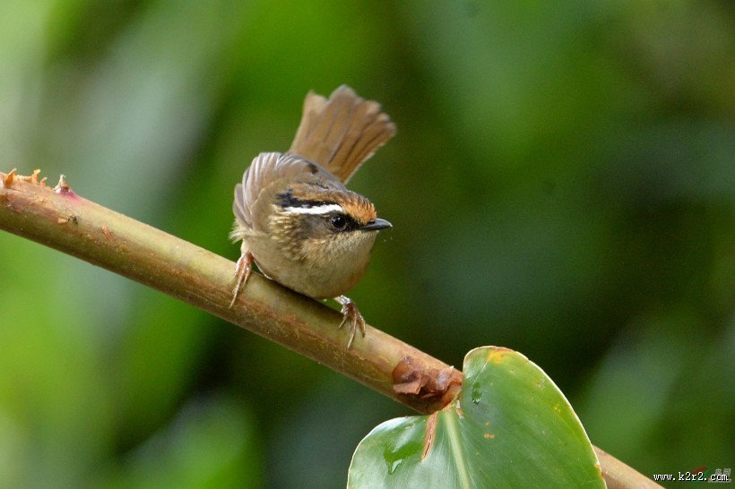小型鸟类之褐胁雀鹛图片