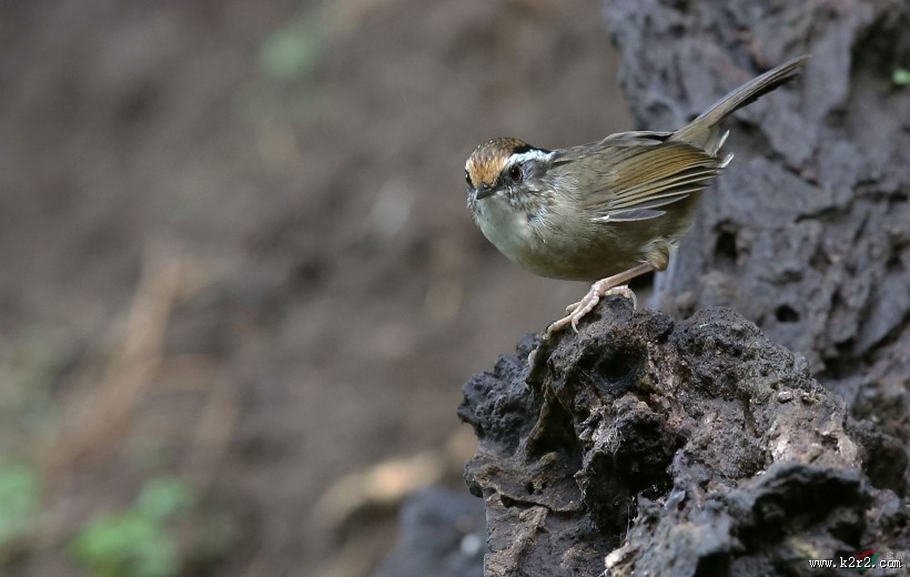 小型鸟类之褐胁雀鹛图片