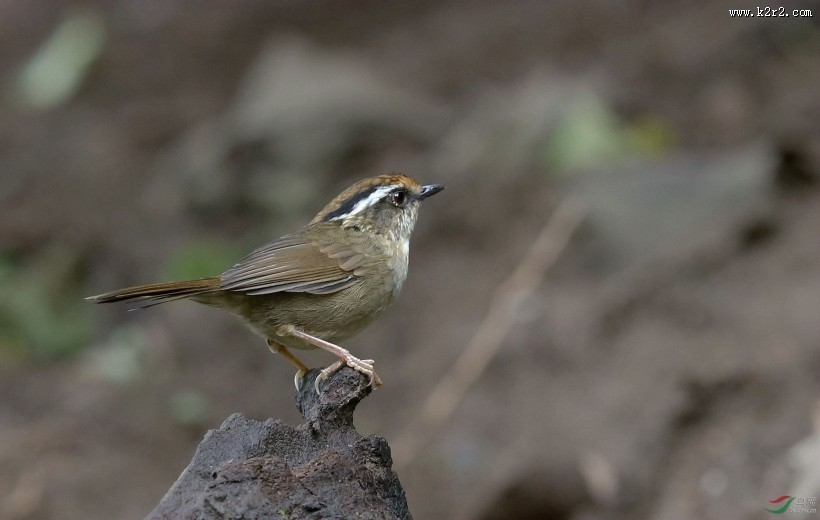 小型鸟类之褐胁雀鹛图片