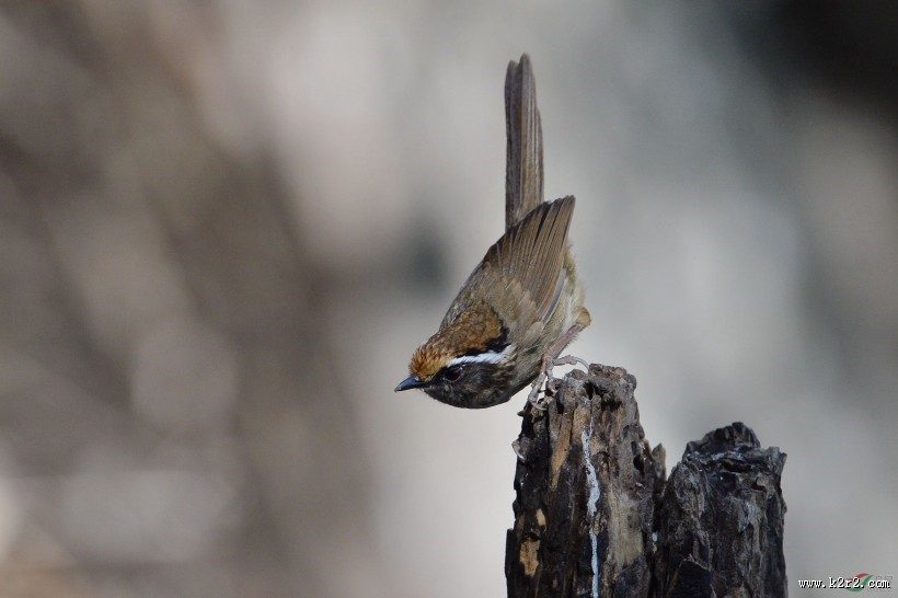 小型鸟类之褐胁雀鹛图片