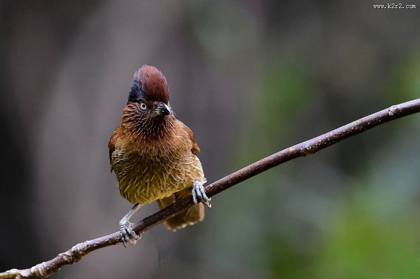 具有研究价值的条纹噪鹛图片