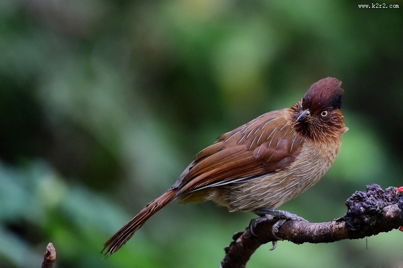 具有研究价值的条纹噪鹛图片