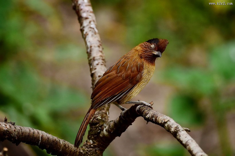 具有研究价值的条纹噪鹛图片