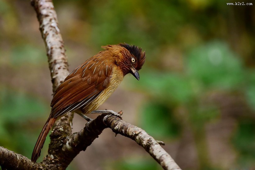 具有研究价值的条纹噪鹛图片