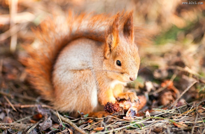 可爱的松鼠动物图片大全