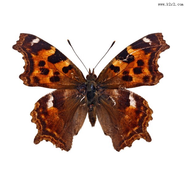 漂亮彩色的蝴蝶图片大全