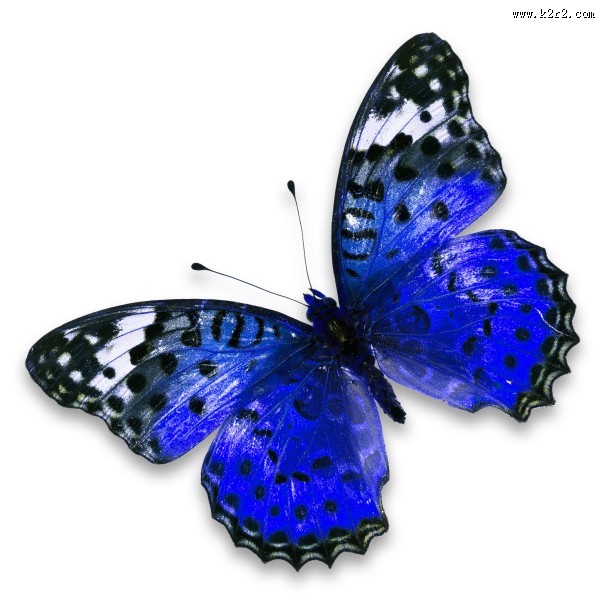 漂亮彩色的蝴蝶图片大全