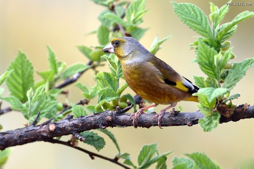 醒目的金翅雀图片