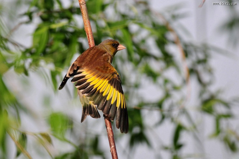 醒目的金翅雀图片
