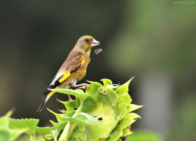 醒目的金翅雀图片