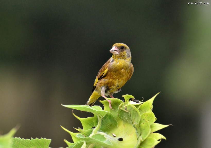醒目的金翅雀图片