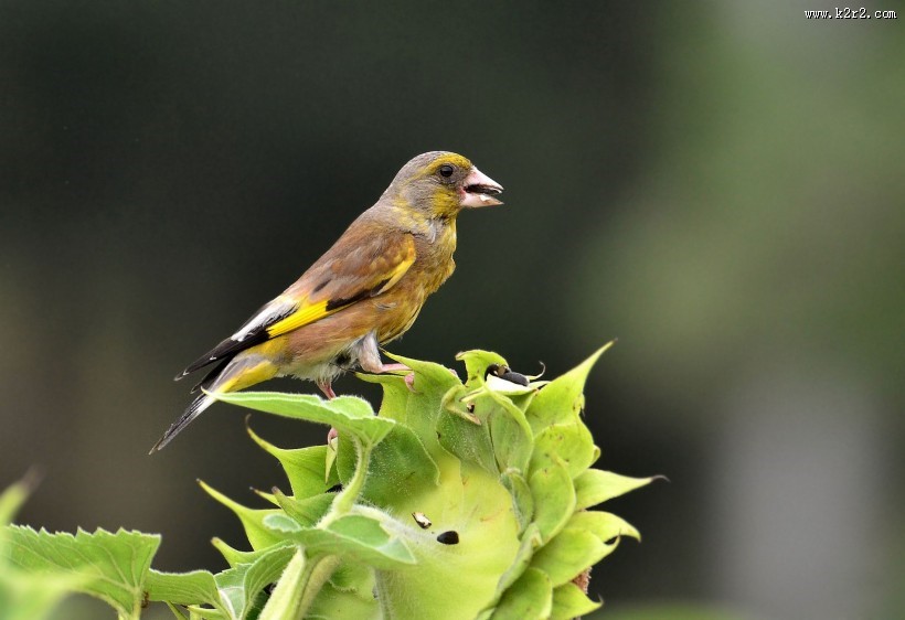 醒目的金翅雀图片
