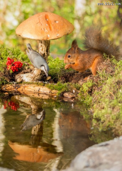 机灵可爱的松鼠图片