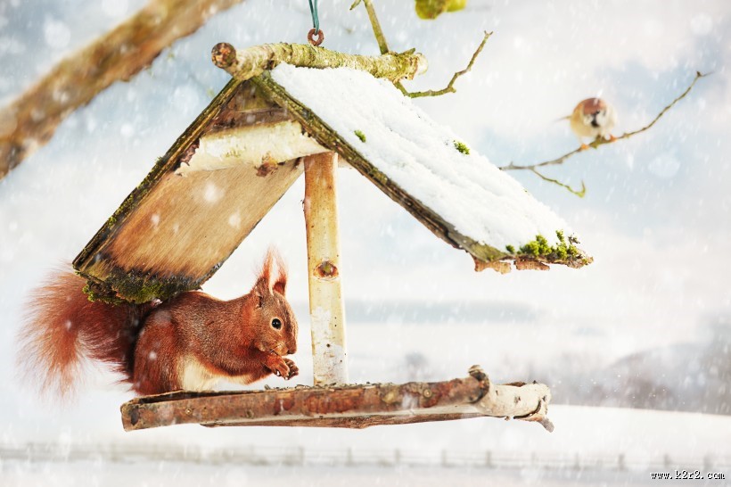 机灵可爱的松鼠图片