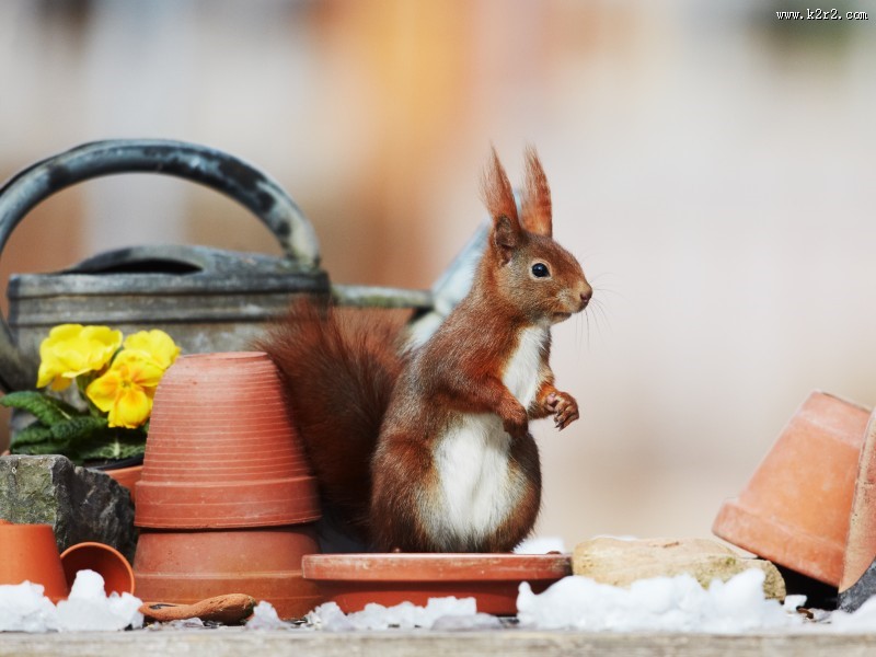 机灵可爱的松鼠图片