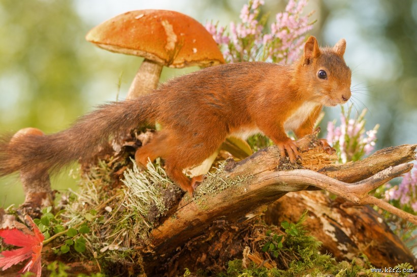 机灵可爱的松鼠图片