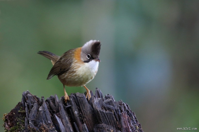 头顶尖角的黄颈凤鹛图片