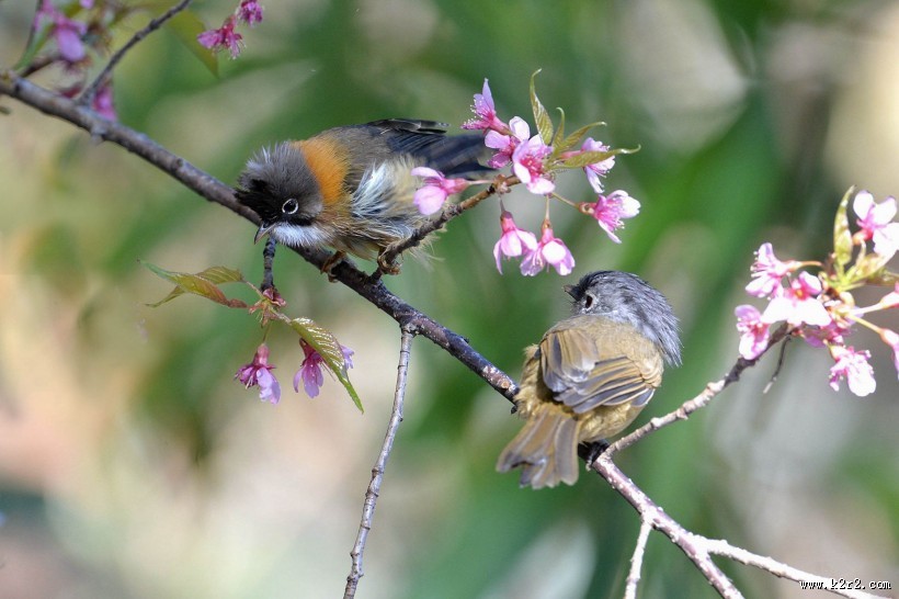 头顶尖角的黄颈凤鹛图片