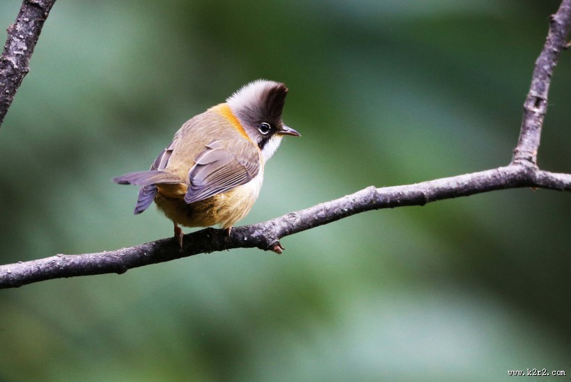 头顶尖角的黄颈凤鹛图片