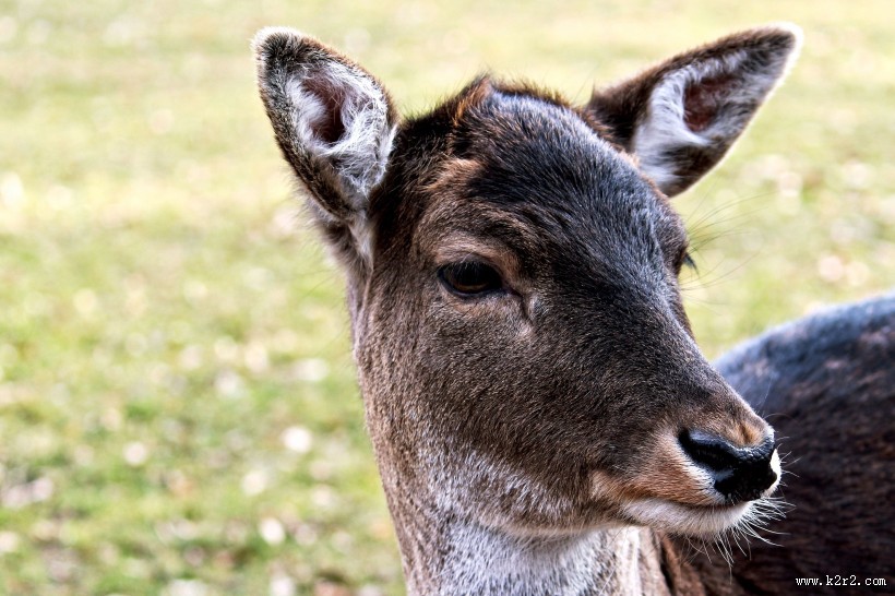 野生动物之麝图片
