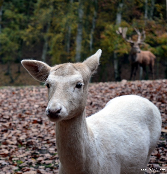 野生动物之麝图片