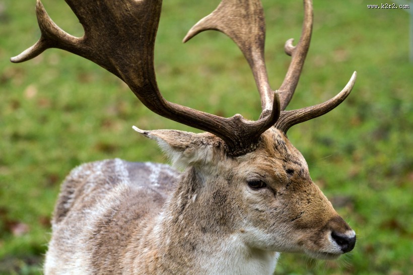 休耕鹿之公鹿图片