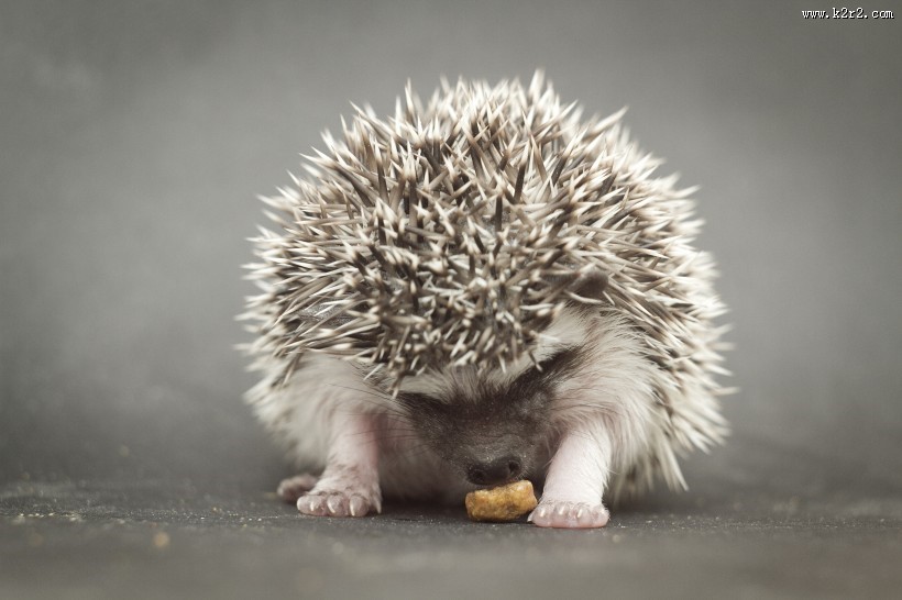 可爱的刺猬动物图片