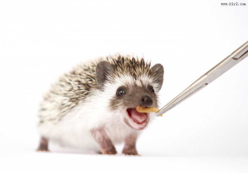 可爱的刺猬动物图片