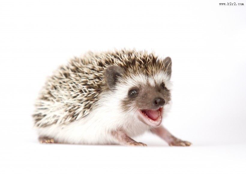 可爱的刺猬动物图片