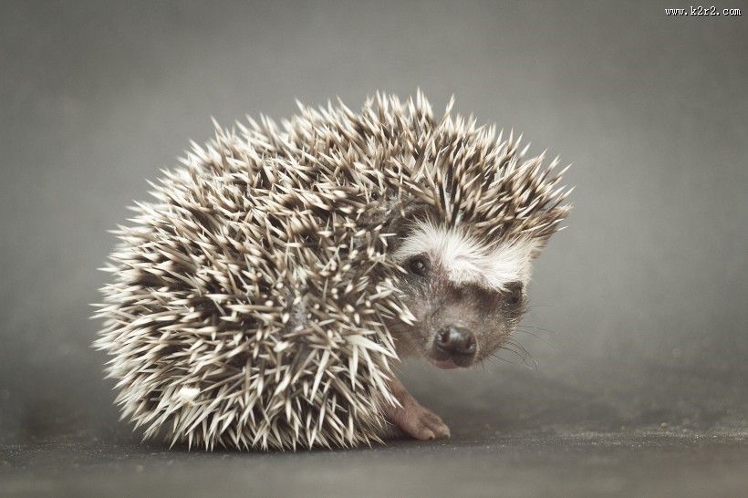 可爱的刺猬动物图片
