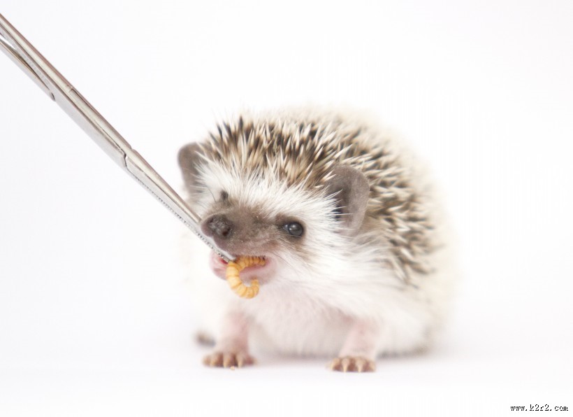 可爱的刺猬动物图片