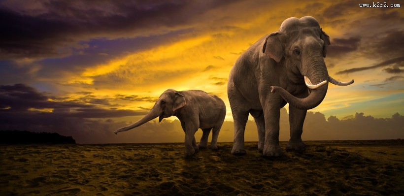 威武的大象动物图片