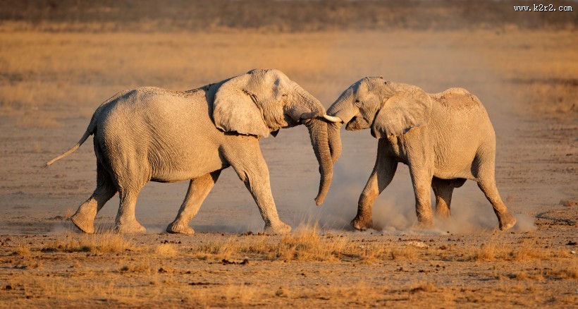 威武的大象动物图片