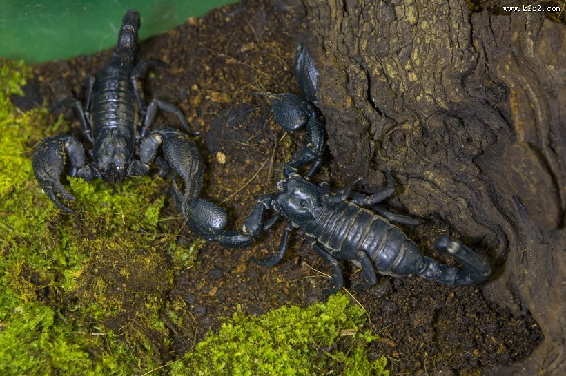 有毒的蝎子图片