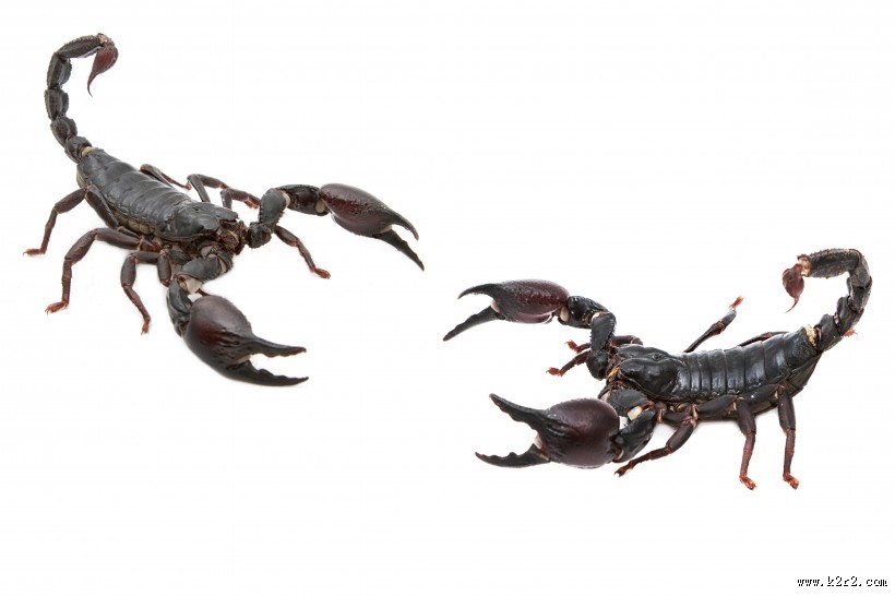 有毒的蝎子图片
