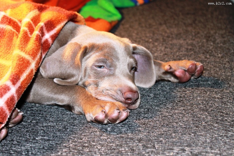 形态优雅的威玛猎犬图片大全