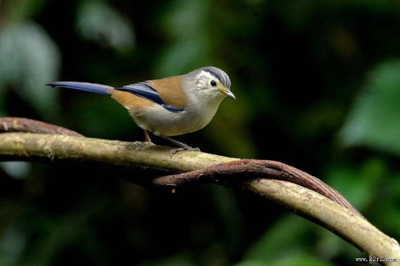 叫声清脆的蓝翅希鹛图片