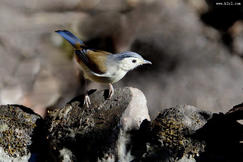 叫声清脆的蓝翅希鹛图片