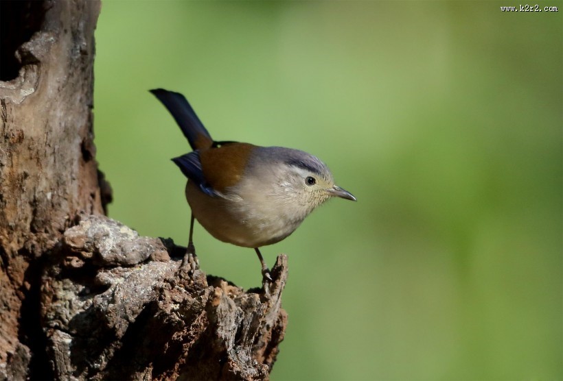 叫声清脆的蓝翅希鹛图片
