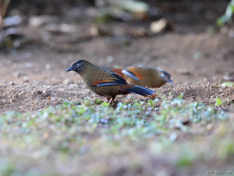 身带鳞状斑之蓝翅噪鹛图片大全