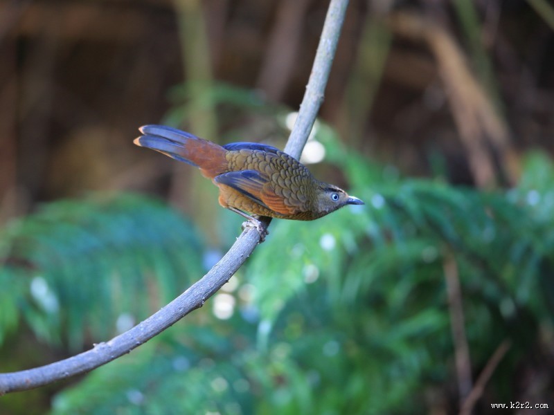 身带鳞状斑之蓝翅噪鹛图片大全