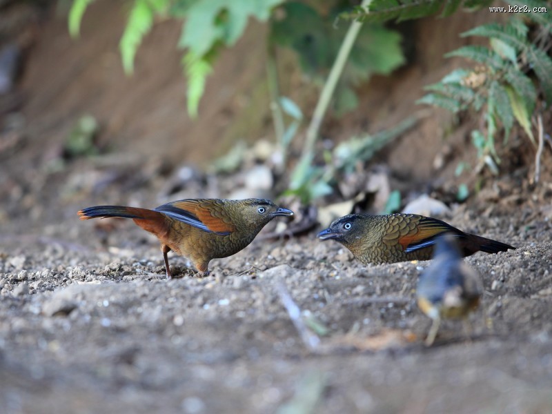 身带鳞状斑之蓝翅噪鹛图片大全