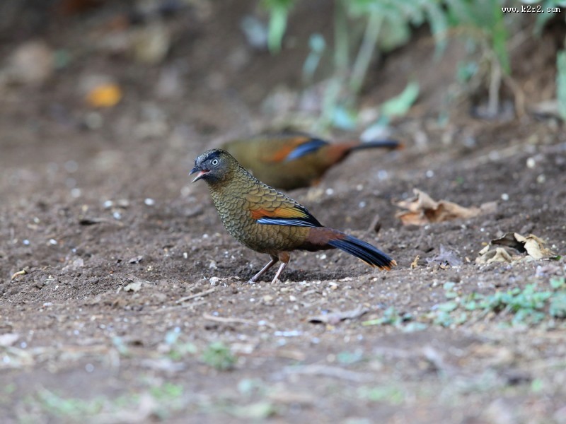 身带鳞状斑之蓝翅噪鹛图片大全