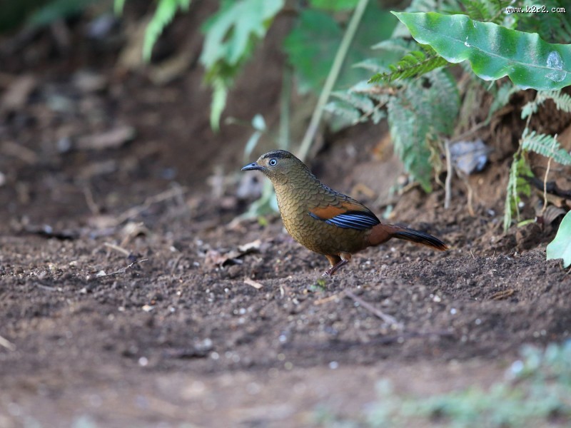 身带鳞状斑之蓝翅噪鹛图片大全